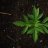 GreenZion