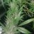 GYPSYUKGROW