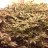 Caligreen420
