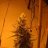 ibesmokin