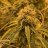 Mylo Grow