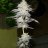Bud Man