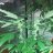 Solidhippy