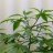 HEMPLIFE18