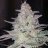 maskedgrower