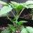 TheArtofGrow