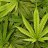 weedfarmer11