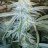 pothead22