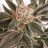 larryweed33