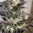 Pheno Farms