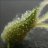 Calyx.o