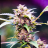 Medicinemang