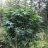 Canna rt802