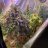 cloudyhelads
