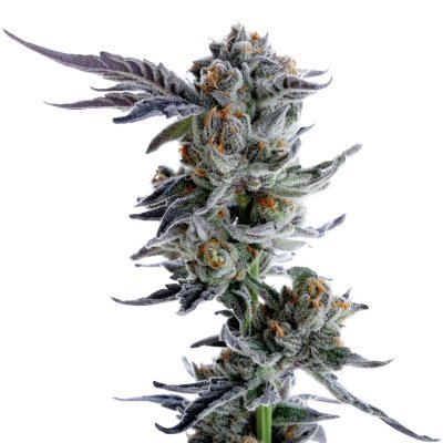 Sundae Driver S1 Seeds
