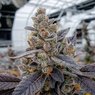 Chem Cookies Seeds