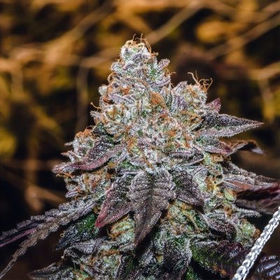 Sunset Sherbet S1 Seeds