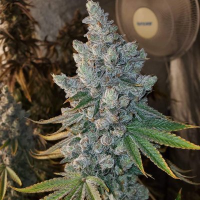 Sundae Cookies Seeds