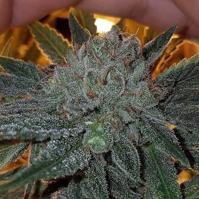 Dead Chem Head Seeds