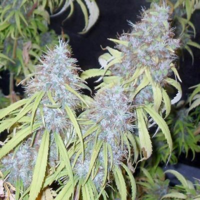 Haze Freak Seeds