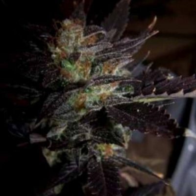 Hippy Private Stash Seeds