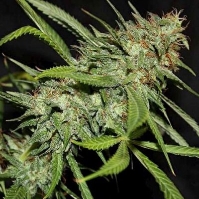 Sour Hazy Jones Seeds