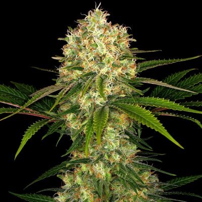 aquarium plants for bettas Glass 10 Gallon Fish Tank Aquarium