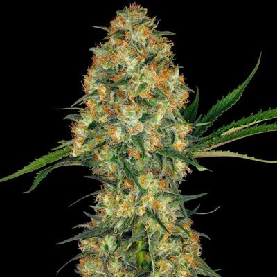 Hindu Kush Seeds