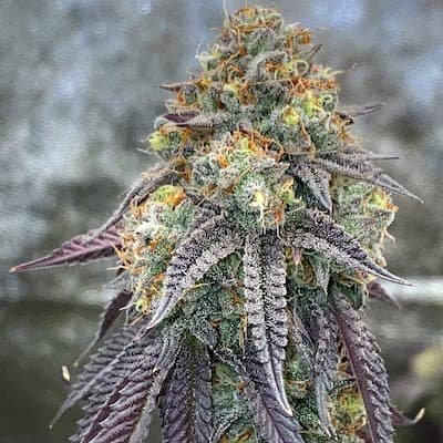 Jordanz Seeds