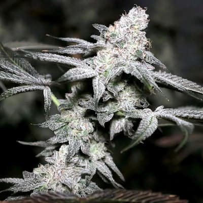 Bosscotti Seeds