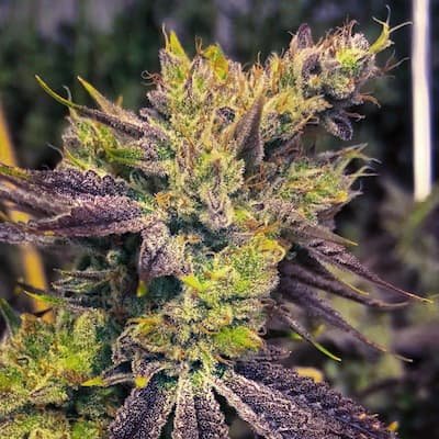 Guicy G Seeds