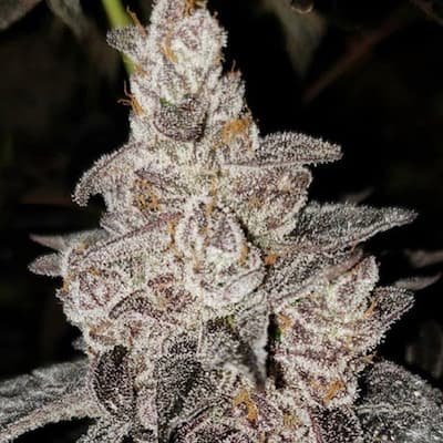 Wet Betty Seeds