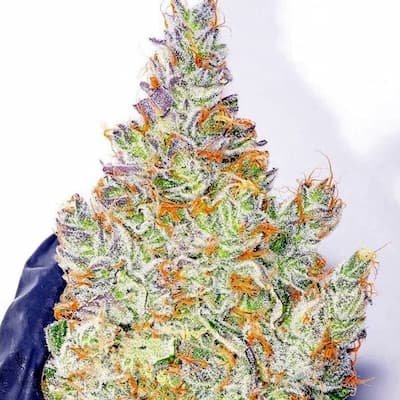 Cherry Pop Tart Seeds