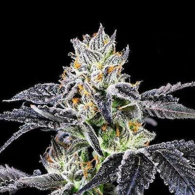 Gelato Mint Seeds