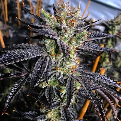 Guicy Banger Seeds