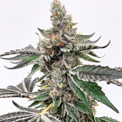 Strawberry Lemonade Seeds