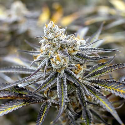 Purple Punch S1 Seeds