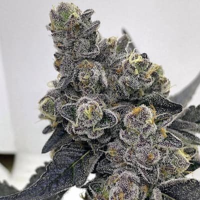White Cheetoz Seeds