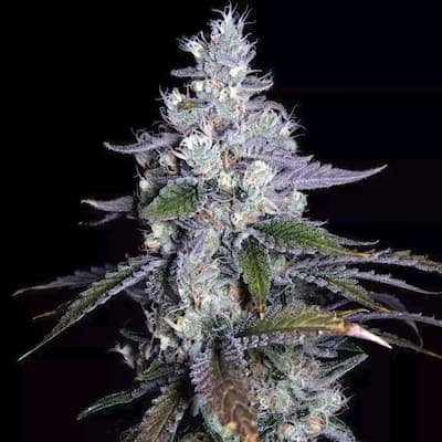 Airwolf Seeds
