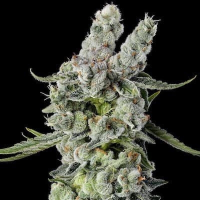 Strawberry Fritter S1 Seeds