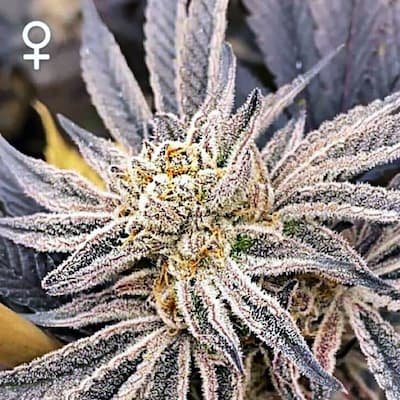 Purple Chem Seeds