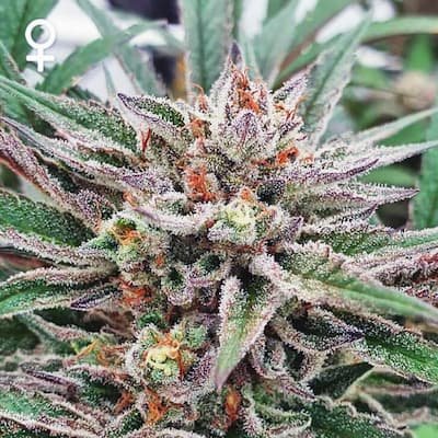 Dawg Biscuits Seeds