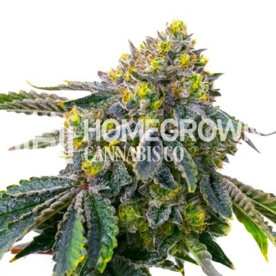cheap ceramic plant pots Standard Garden Pot By Plantatorem Set of 4 / Heirloom White main image 0