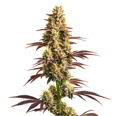 Super Boof Auto