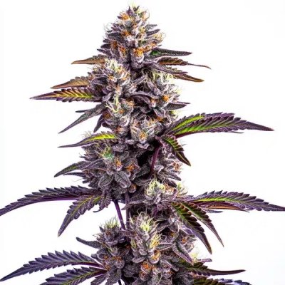 Blackberry Moonrocks Auto