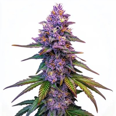 Purple Lemonade Autoflower