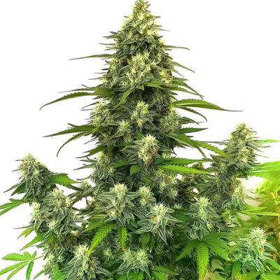 Gorilla Glue #4 Autoflower