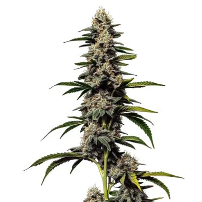 Alien Cookies x Kush Mints