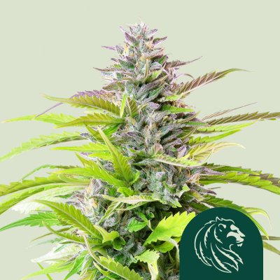 Cookies Gelato
