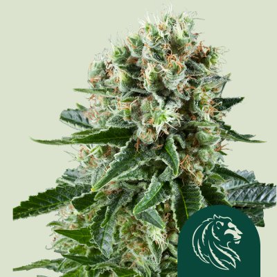 Critical Kush